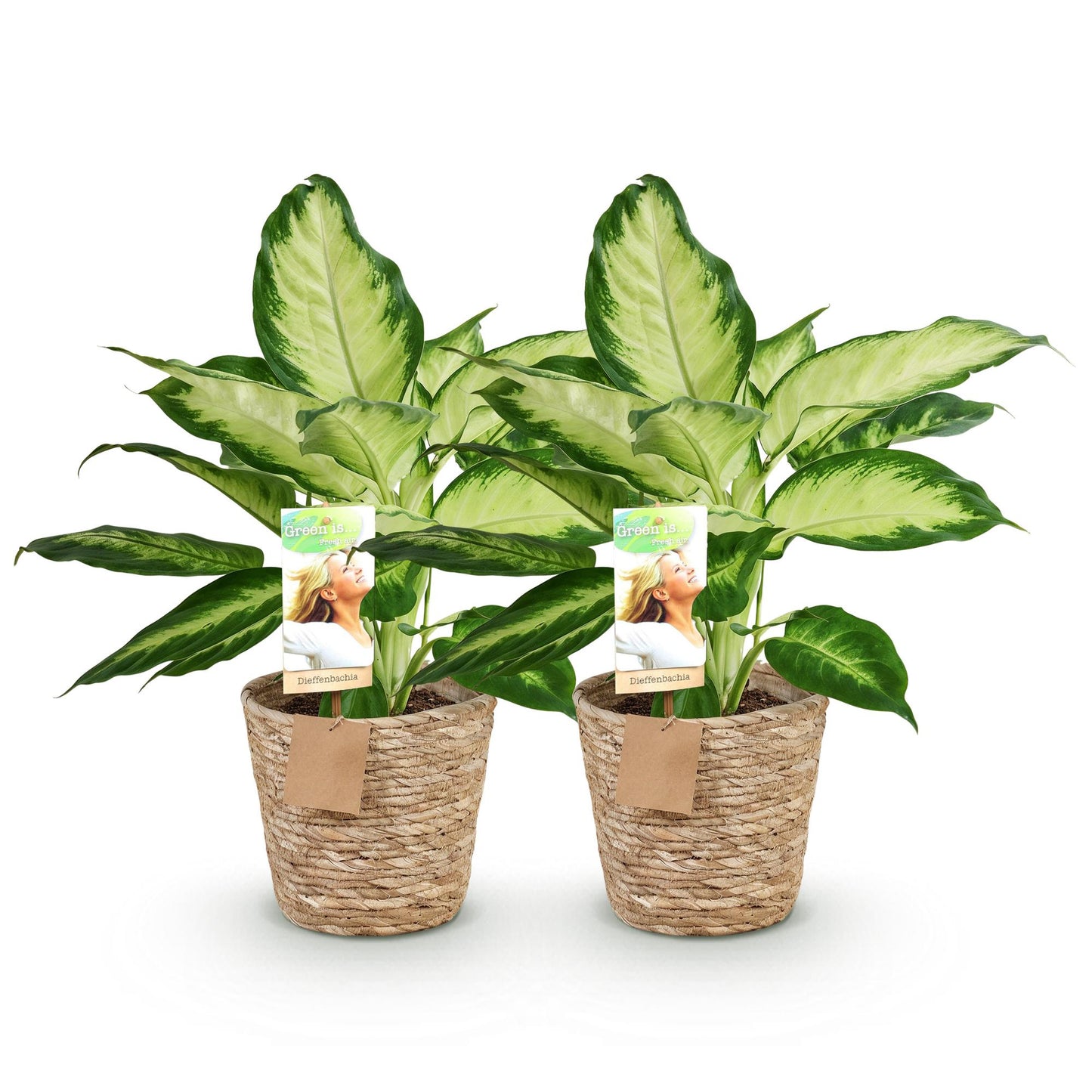 Green BoutiQ - Green is... Houseplants - Diefenbachia Camilla - Dieffenbachia - Low maintenance - with basket - Green - 2 Plants - Pot 17cm - Height 45-50cm