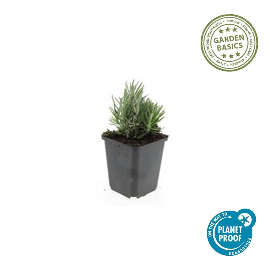 48x Lavandula ang. 'Dwarf Blue' - ↕10-25cm - Ø9cm
