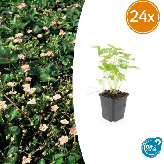 24x Fragaria vesca - ↕10-25cm - Ø9cm