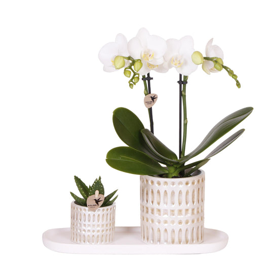 Hummingbird Company | Set di piante Le Chic piccolo | Orchidea Phalaenopsis Amabilis bianca e succulenta incl. vasi decorativi in ​​ceramica su vassoio organico color crema