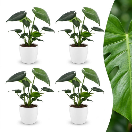 Green boutiQ - Monstera Deliciosa - Swiss Cheese Plant - 4 Plants - with White Pot - Pot 12cm - Height - 30cm