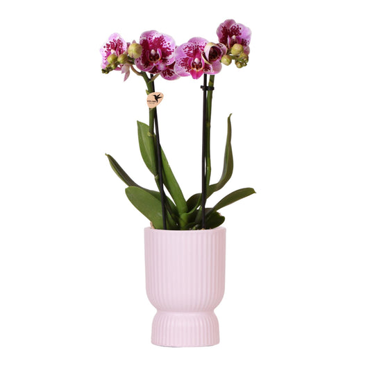 Orchidee colibrì | Orchidea phalaenopsis rosa viola - El Salvador + Diabolo rosa - dimensioni vaso Ø9cm | pianta d'appartamento in fiore - fresca dal coltivatore