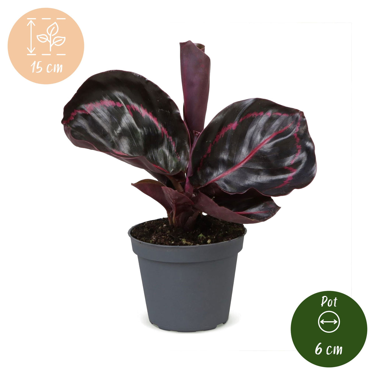 Calathea Dottie® - Pauwenplant - Paars - Roze - Tropisch - Ø6cm - ↕15cm