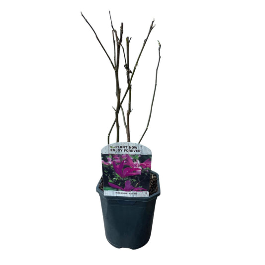 Green boutiQ - Heesters -  Magnolia Susan  - Bloemen Donker Roze - 1 plant - bladverliezend - weinig onderhoud - pot 17cm hoogte 45cm