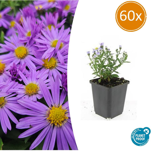 60x Aster (D) 'Prof. Anton Kippenberg' - ↕10-25cm - Ø9cm