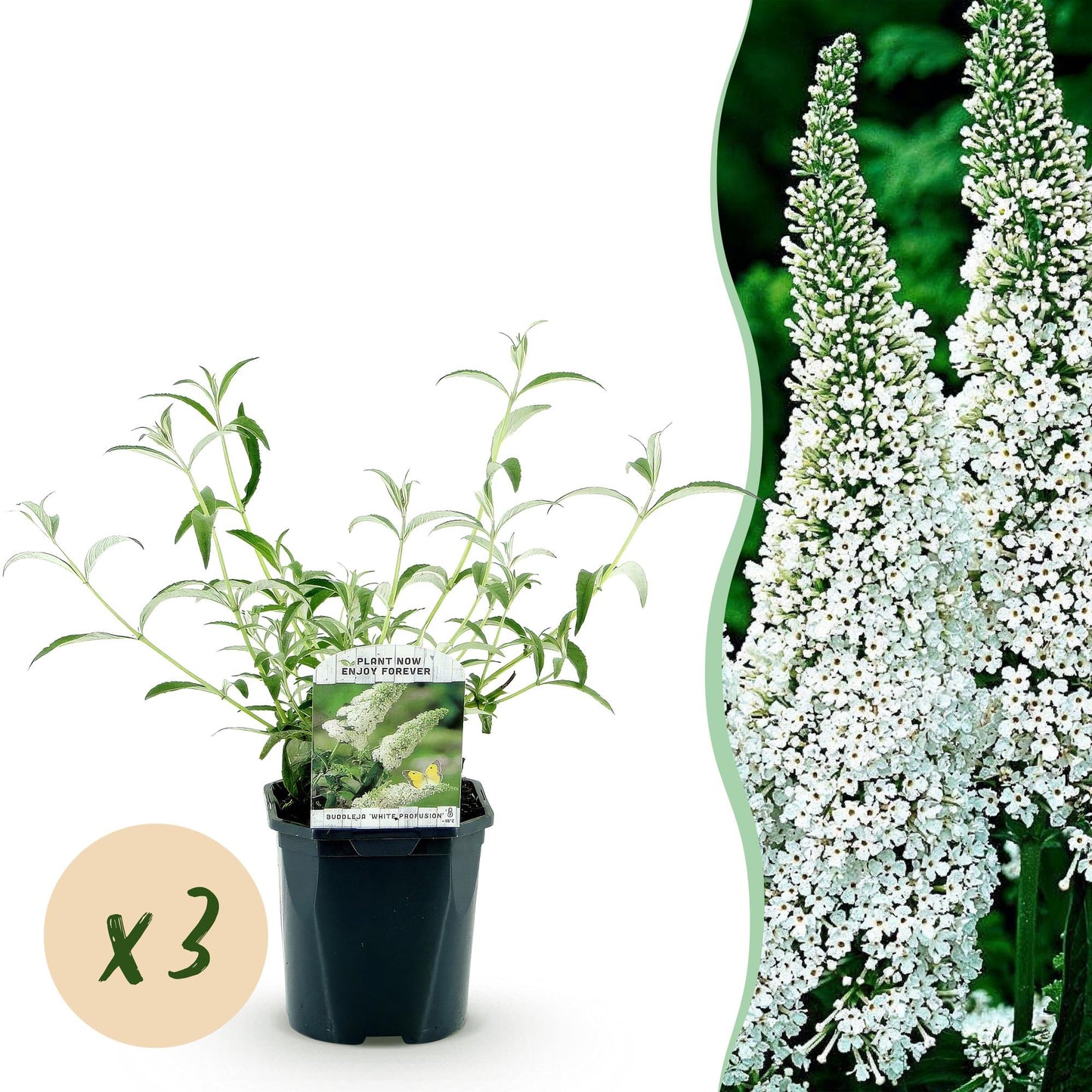 Garden Plant - Buddleja davidii White Profusion - Butterfly Bush - Winter Hardy - White - 3 Plants - Pot 17cm - Height 45cm