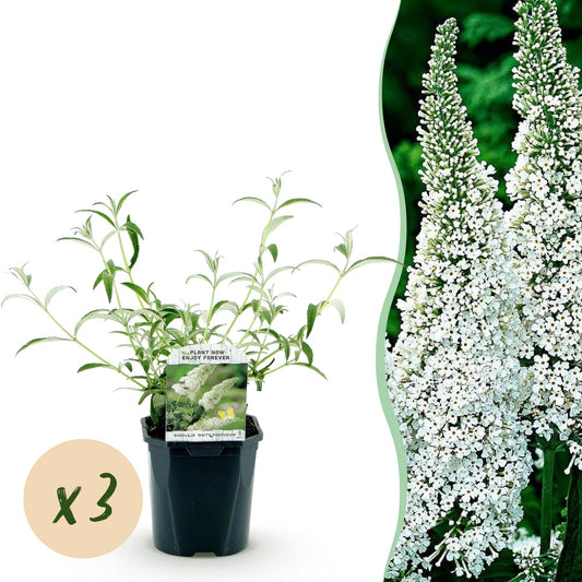 Pianta da giardino - Buddleja davidii White Profusion - Buddleia - Resistente al freddo - Bianca - 3 Piante - Vaso 17cm - Altezza 45cm
