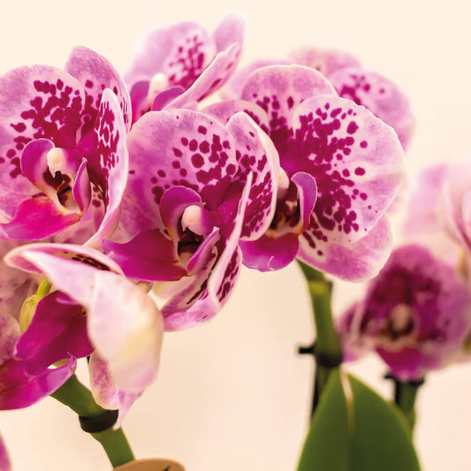 Orchidee colibrì | OFFERTA COMBI di 4 orchidee phalaenopsis rosa viola - El Salvador - dimensioni vaso Ø9 cm | pianta d'appartamento in fiore - fresca dal coltivatore