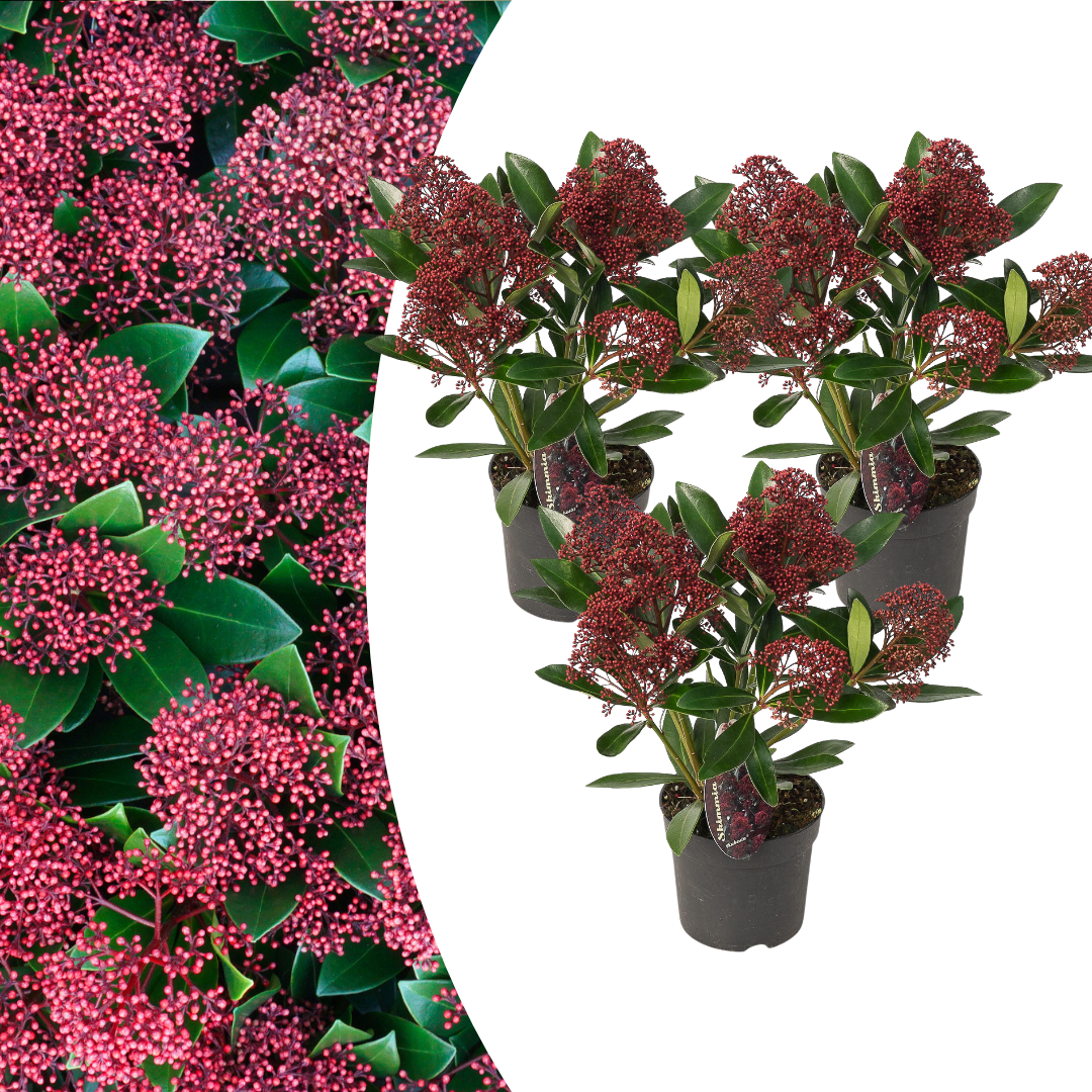 Set di 3 Skimmia 'Rubella' – Ø10,5 cm – ↨ 20-25 cm