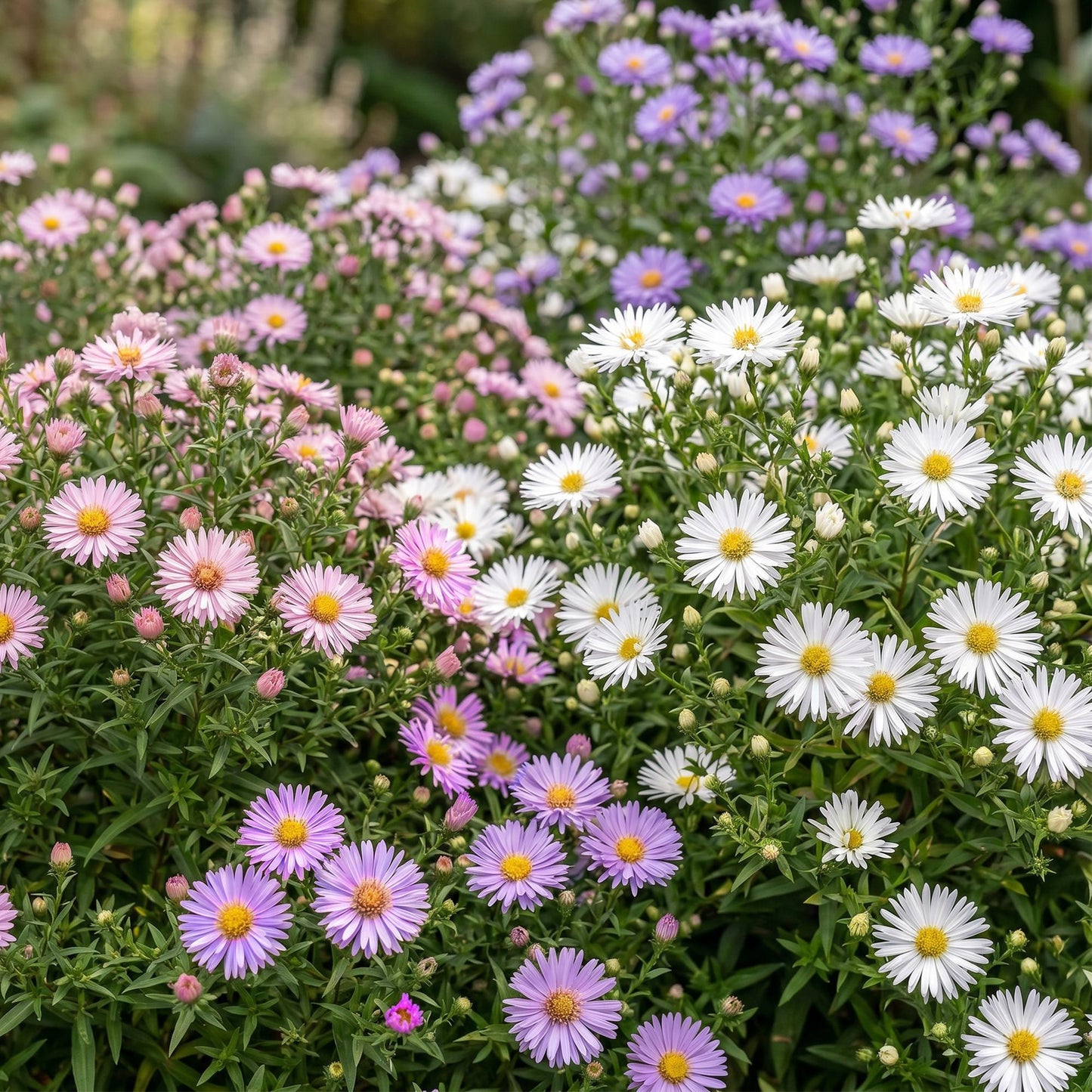 Green boutiQ - Plante vivace - Aster Tricolour - Aster de mer - Attire les abeilles et les papillons - Violet - Rose - Blanc - 6 Plantes - Pot 11cm - Hauteur 15-25cm