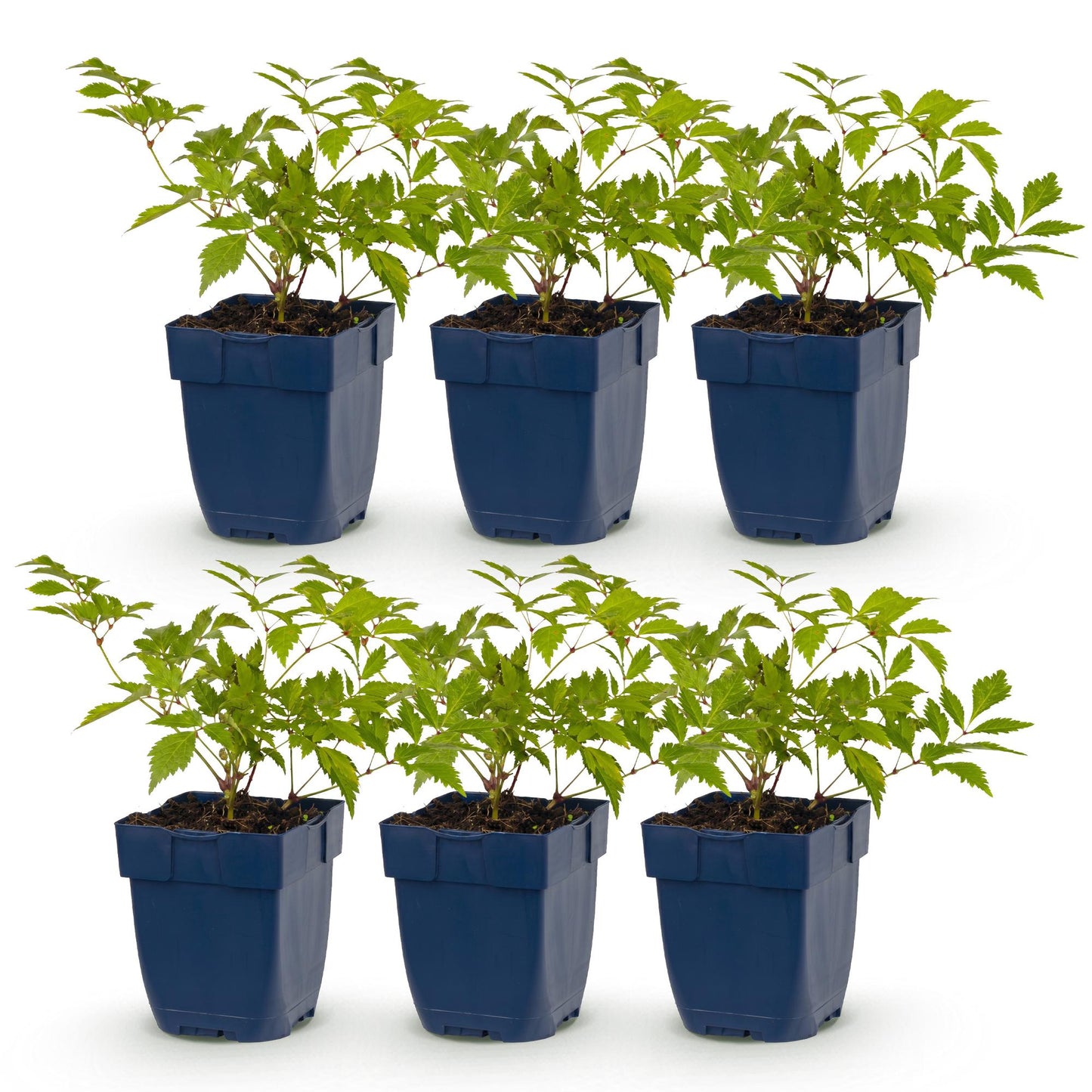 Perennial - Astilbe (J) Germany - Plume spirea - Shade - White - 6 Plants - Pot 11cm - Height 15-25cm