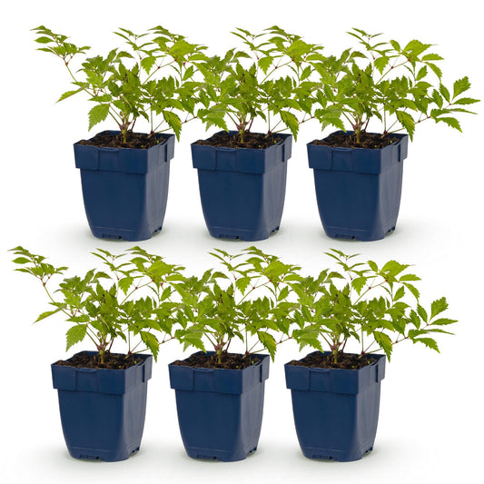 Vasteplant - Astilbe (J) Deutschland - Pluimspirea - Schaduw - Wit - 6 Planten - Pot 11cm - Hoogte 15-25cm