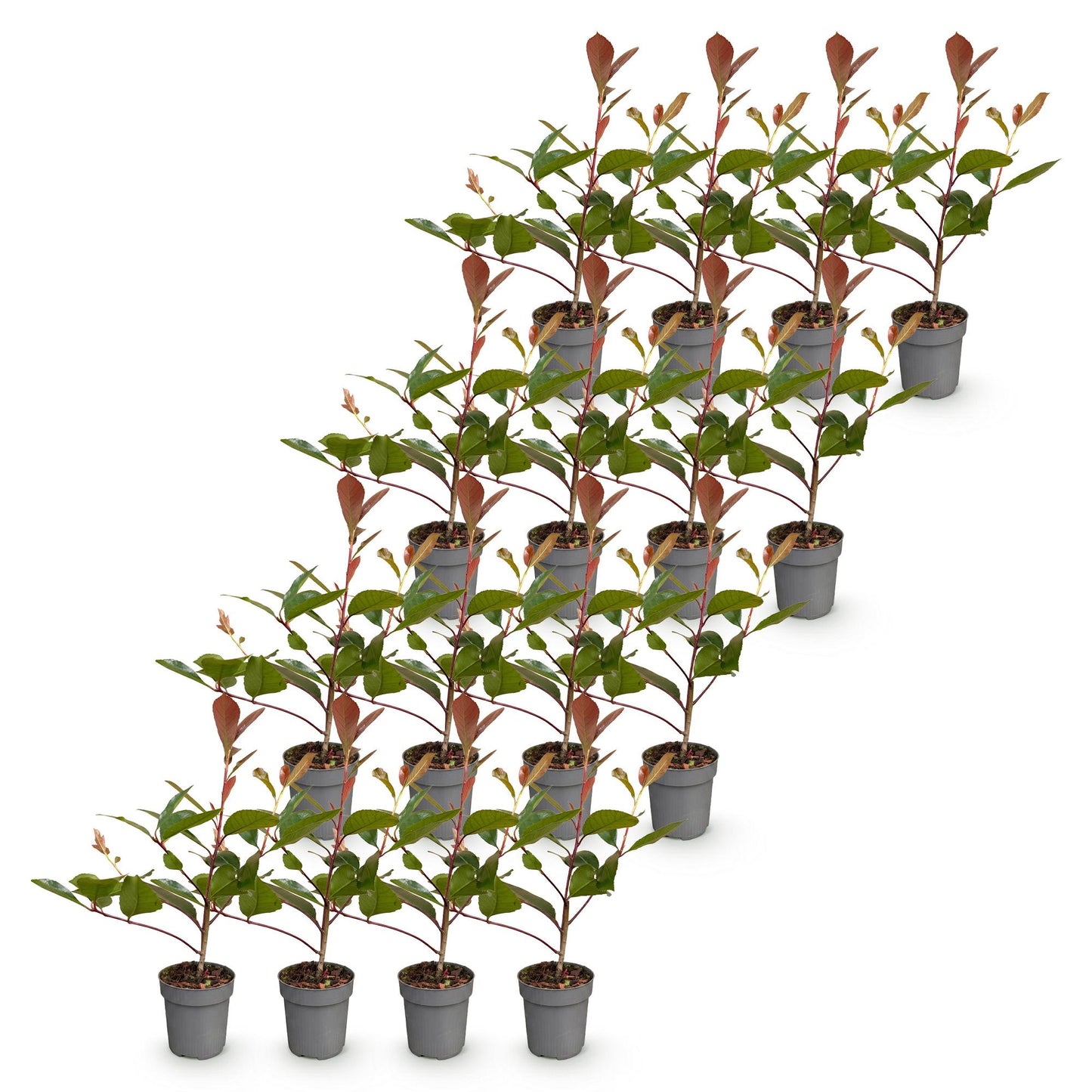 Green boutiQ - 16x Photinia fraseri Red Robin - Glossy Mispel - Hedge Plants - Evergreen - Red - Pot 9cm - Height 25-35cm