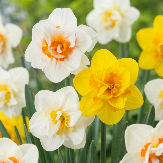 120x Narcissus Double Mix - Double Daffodil Mix - Miscellaneous - Spring Bloomer - Bulb Size 10/12