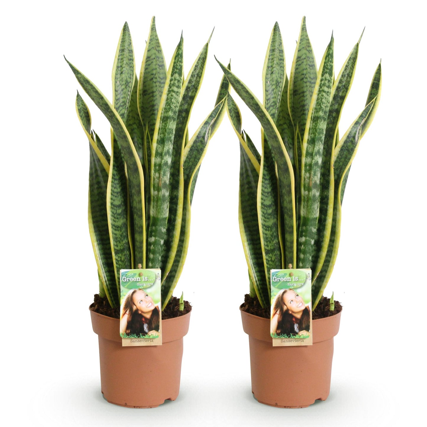 Green BoutiQ - Il verde è... Piante da appartamento - Sanseveria Laurentii - Lingua di suocera - Bassa manutenzione - Verde - 2 piante - Vaso 17 cm - Altezza 60-70 cm