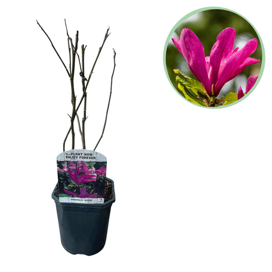 Green boutiQ - Heesters -  Magnolia Susan  - Bloemen Donker Roze - 1 plant - bladverliezend - weinig onderhoud - pot 17cm hoogte 45cm