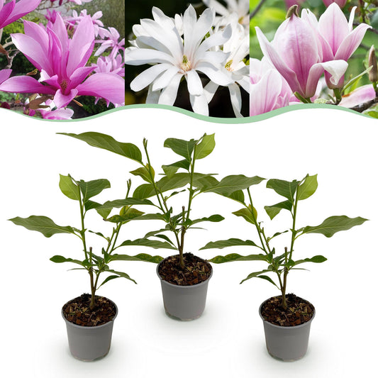 Garden Plant - Magnolia Tricolour - Flowers White-Pink-Purple - 3 Plants - Deciduous - Low Maintenance - Pot 12cm Height 30cm