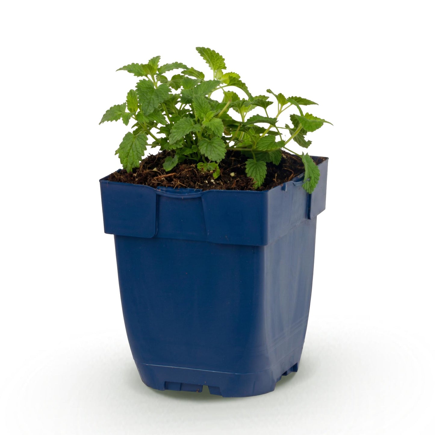 Perennial - Nepeta faassenii Snowflake - Catmint - Bee and Butterfly Attractor - White - 1 Plant - 11cm Pot - 15-25cm Height