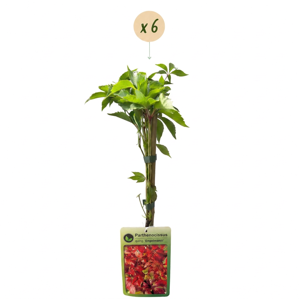 6x Parthenocissus quin. 'Engelmannii' - Engelmann klimop - Geel - Groen - Klimplant - Ø9cm - ↕35cm