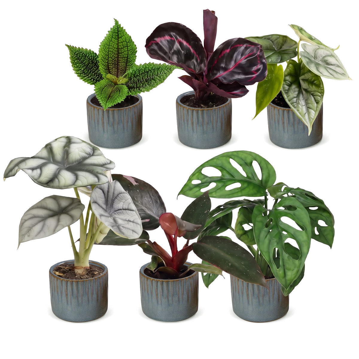 6x Baby Jungle Mix - Vari - Tropicale - incl. Linnea Misty Blue - Ø6cm - ↕10-15cm