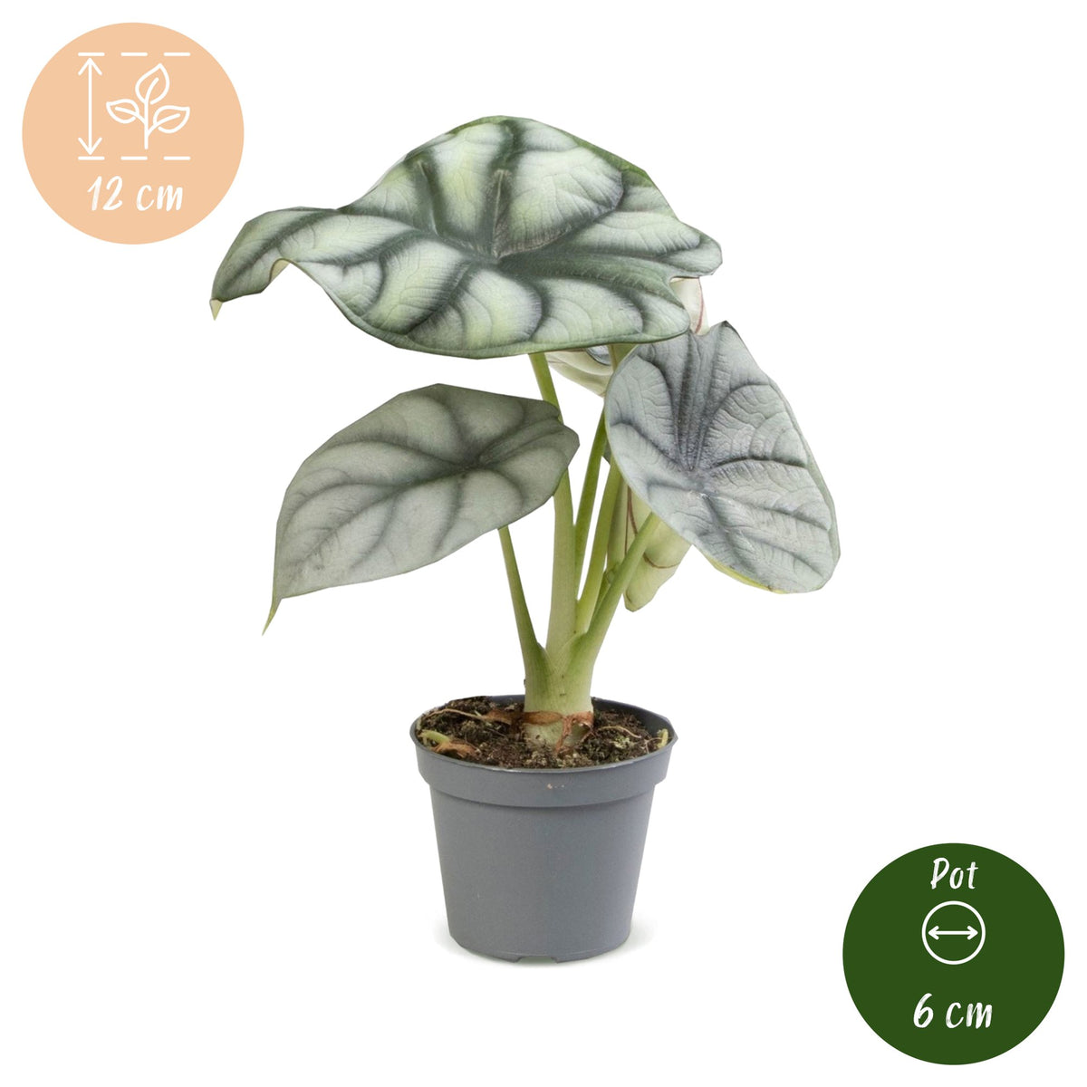 Silver Dragon - Alocasia Silver Dragon - Grey - Tropical - Ø6cm - ↕12cm