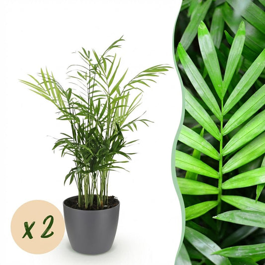 Kamerplant - Chamaedorea elegans - Goudpalm - Huisdiervriendelijke Plant - Groen - 2 Planten - met Potter Grijs - Pot 12cm - Hoogte 15cm