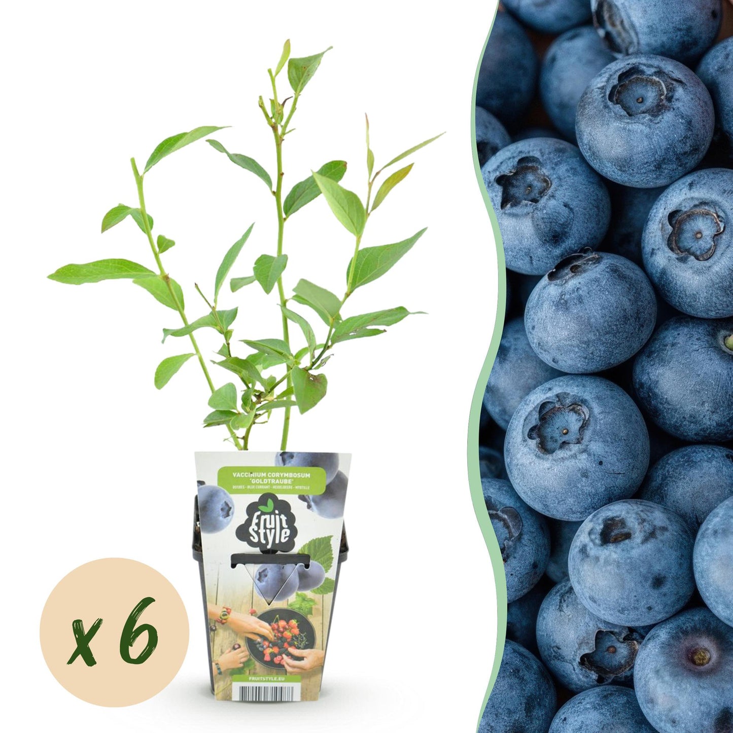 Fruit Plants - Blueberry - Vaccinium corymbosum Goldtraube - Hardy - 6 Plants - Pot 9 cm - Blueberry