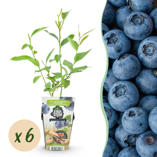 Fruitplanten - Blauwe Bes - Vaccinium corymbossum Goldtraube - Winterhard - 6 Planten - Pot 9 cm - Blauwe Bes