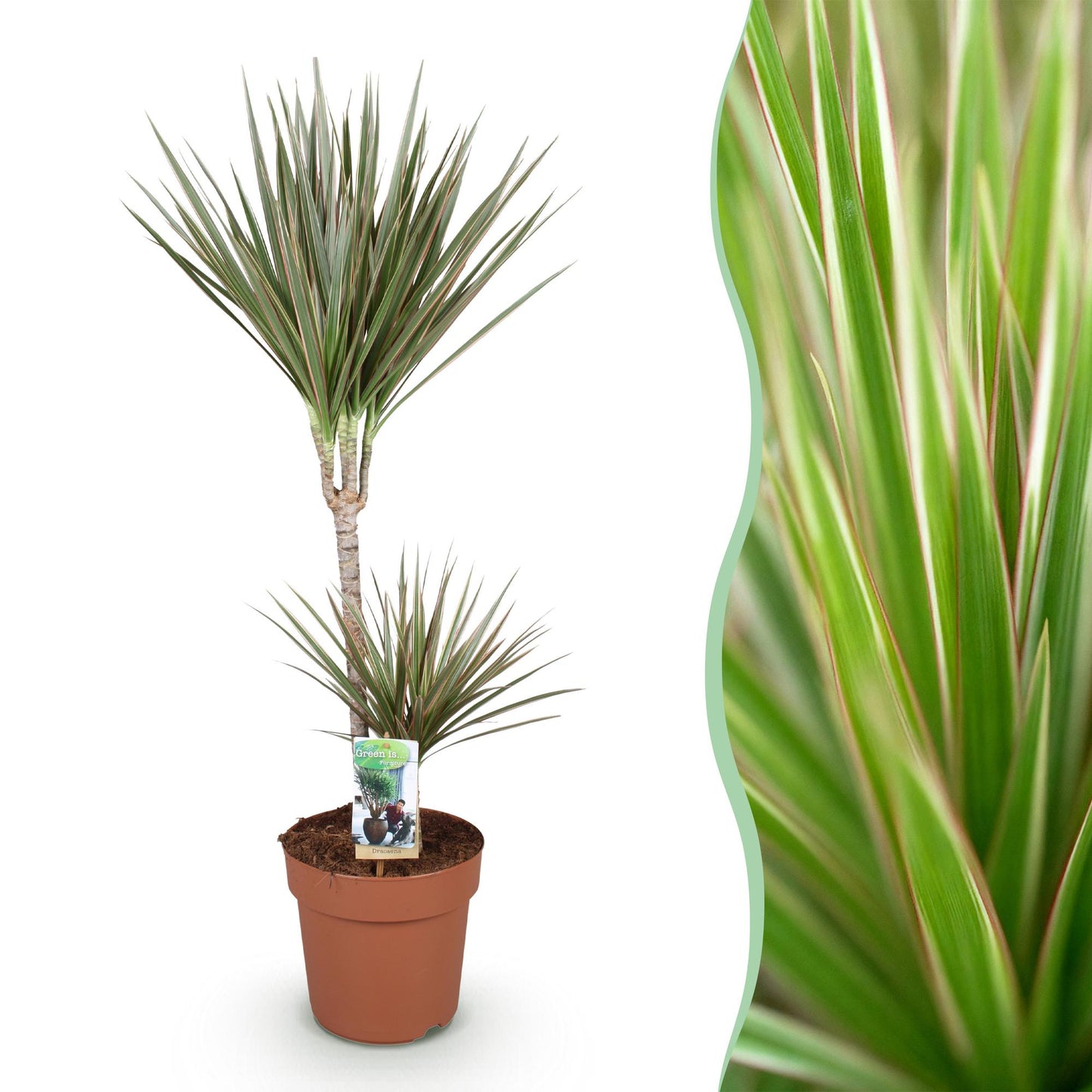 Green is... Indoor plants - Dracaena Marginata Bicolor - Dragon Tree - Low maintenance - Green - 1 Plant - Pot 21cm - Height 90-100cm