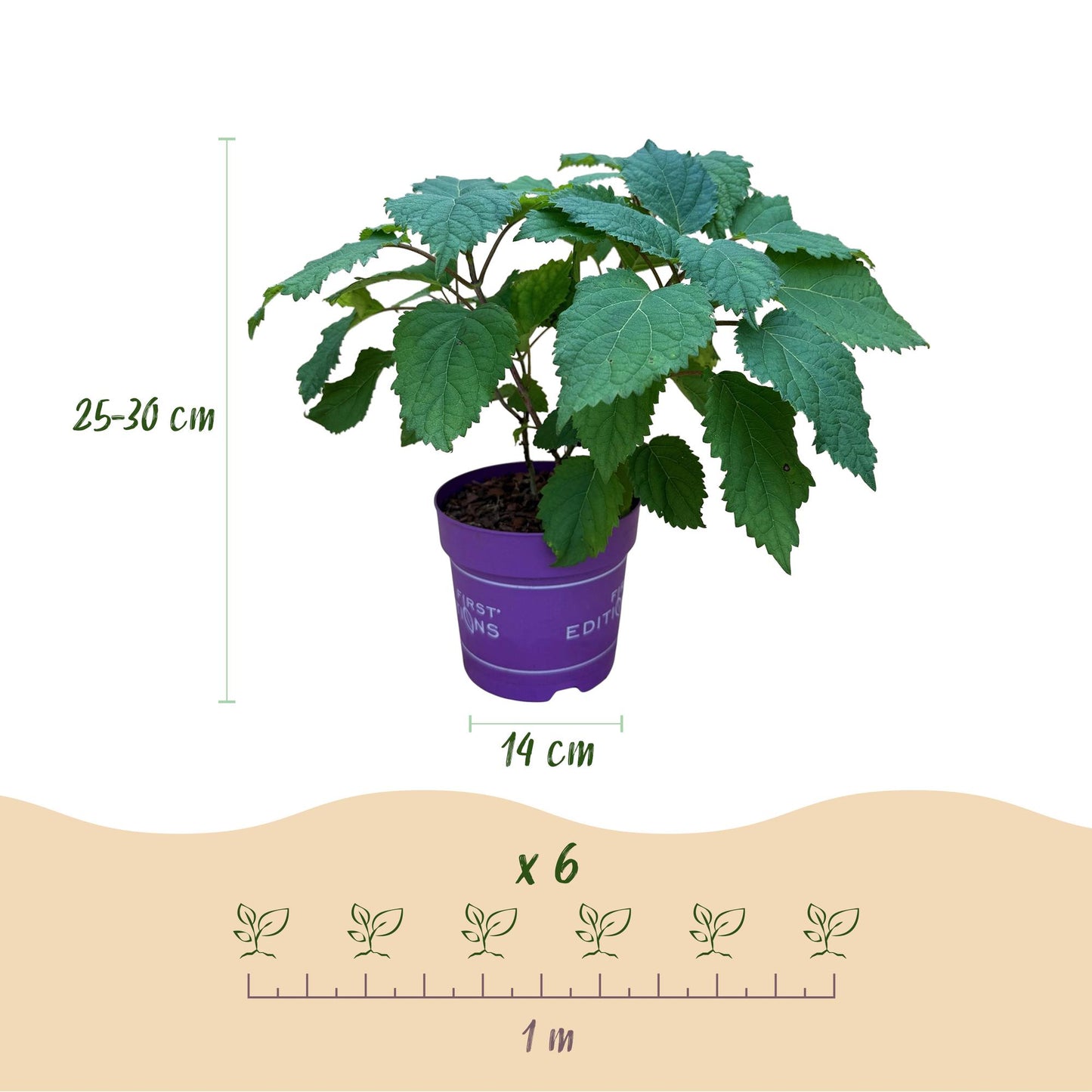 Green boutiQ - Garden Plant - Hydrangea arborescens FlowerWOW - Hydrangea - Hardy - White - 3 Plants - Pot 14cm - Height 20-30cm