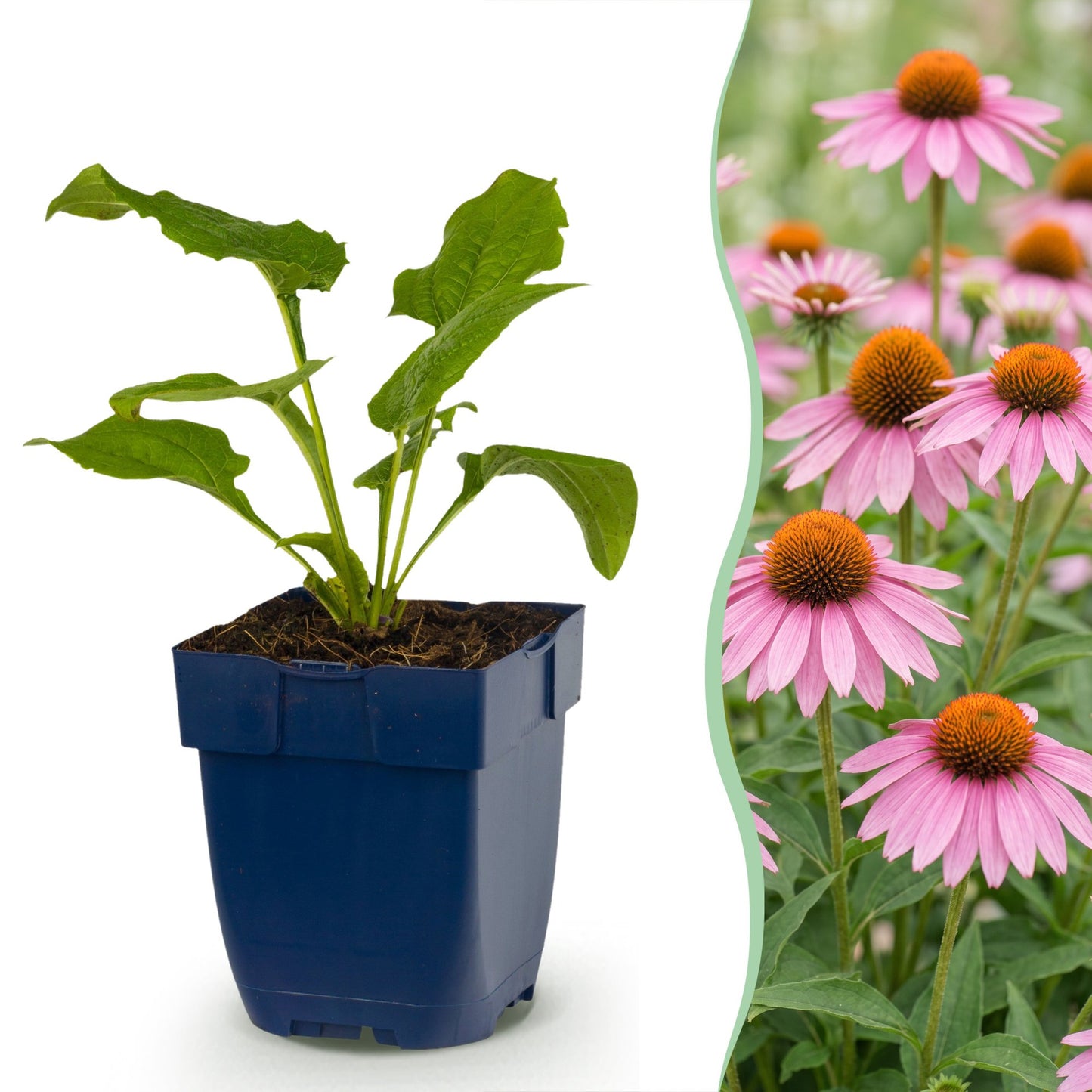 Perennial - Echinacea purp. Magnus - Coneflower - Bee and butterfly attractors - Pink - 12 Plants - Pot 11cm - Height 15-25cm