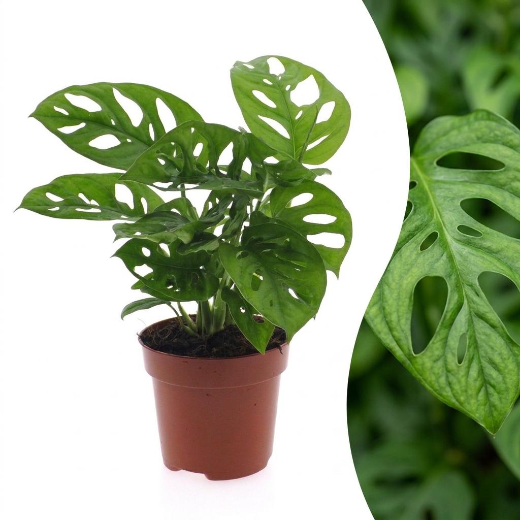 Monstera Adansonii - Rhaphidophora Tetrasperma - 1 Plant - 12cm Pot - 25cm Height