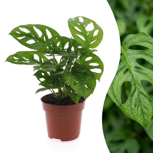 Monstera Adansonii - Rhaphidophora Tetrasperma - 1 Plant - Pot 12cm - Hoogte - 25cm
