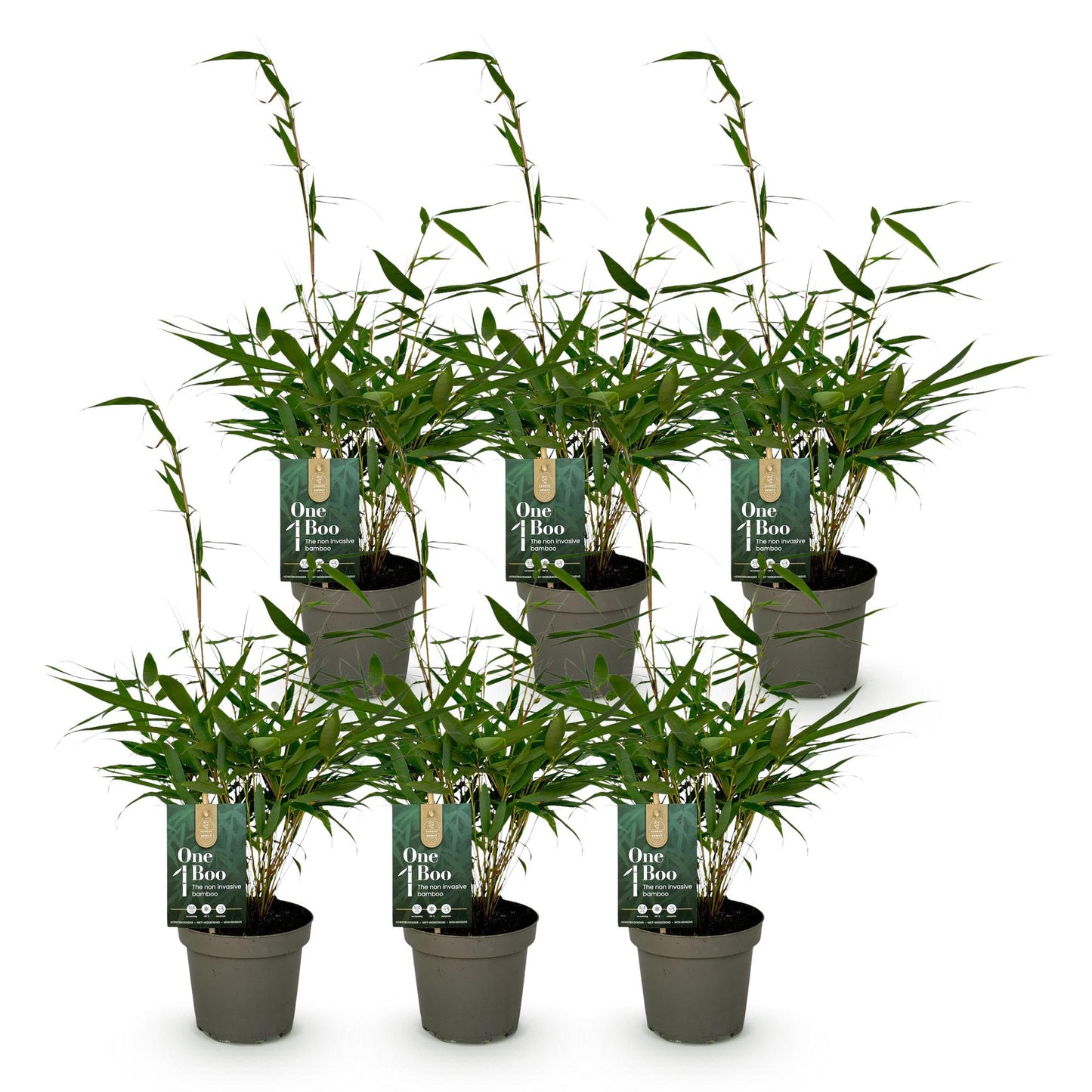 Green boutiQ - Bamboe - Fargesia robusta Pingwu - Bladhoudend - Niet Woekerend - Groen - 6 Planten - Pot 14cm - Hoogte 35cm
