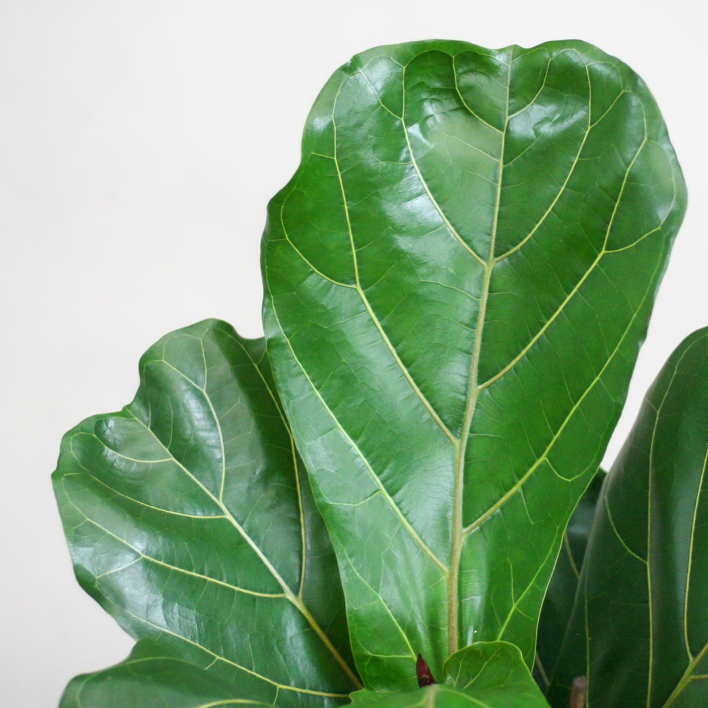Ficus Lyrata with Potter pot white - 80cm - Ø21