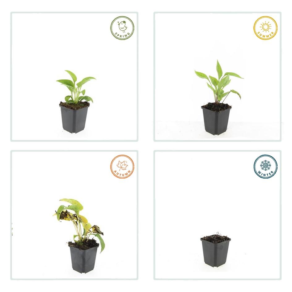 60x Echinacea p. 'White Swan' - ↕10-25cm - Ø9cm