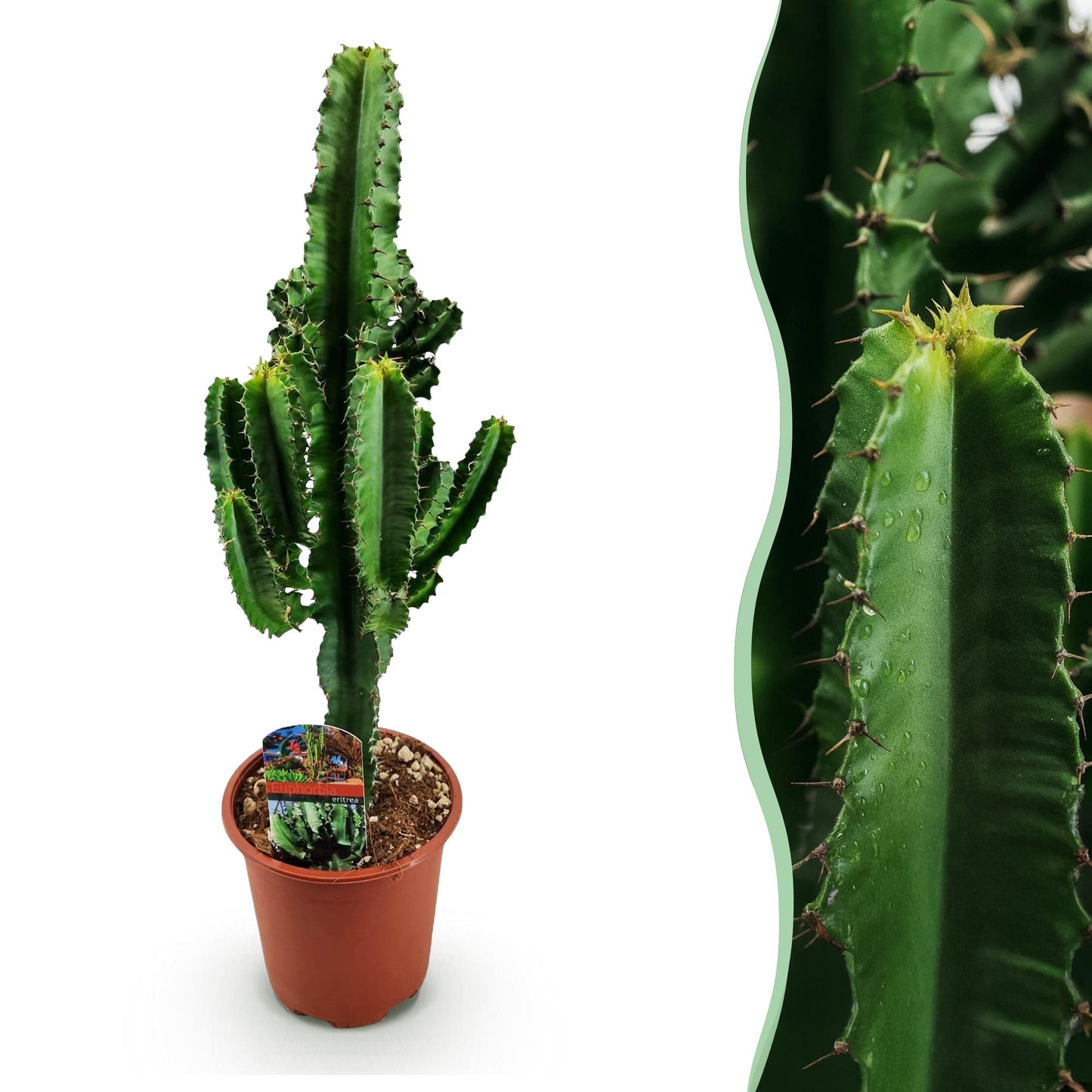 Kamerplant - Euphorbia eritrea - Afrikaanse melkboom - Weinig onderhoud - Groen - 1 - Pot 17cm - Hoogte 60cm