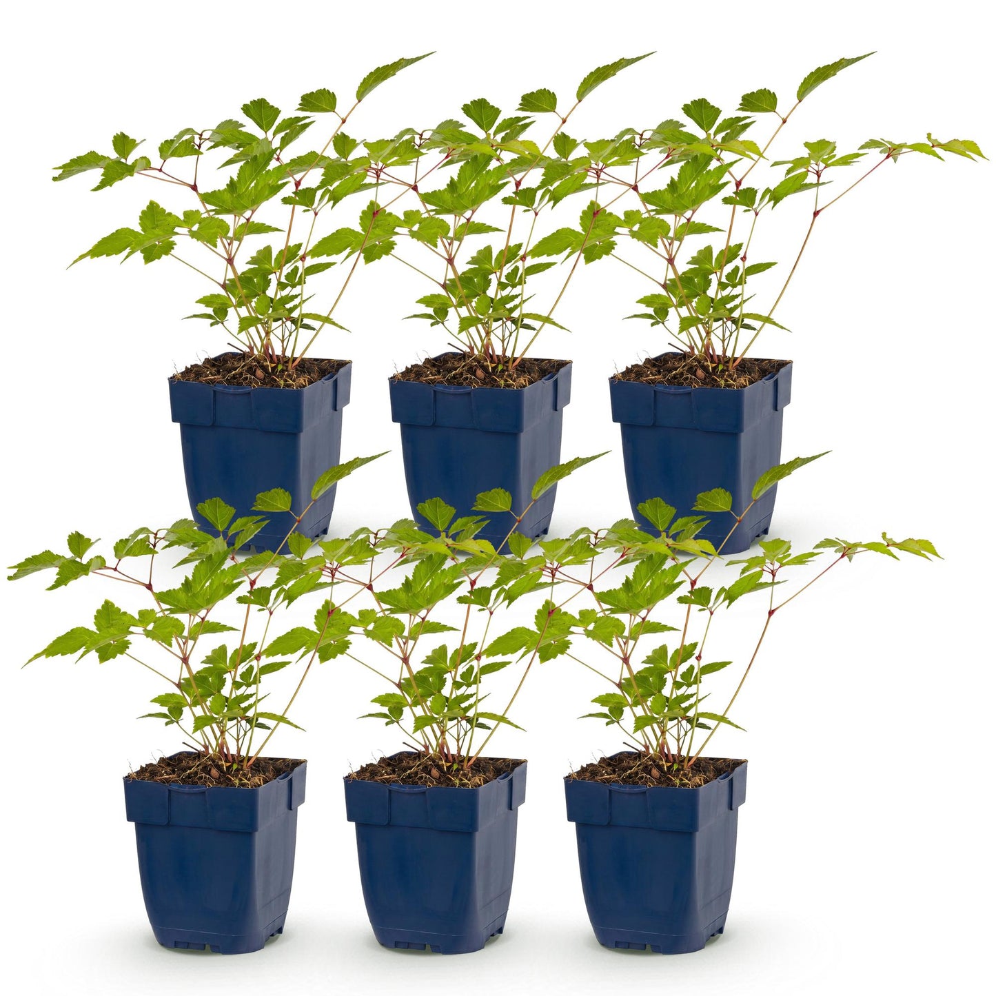 Vasteplant - Astilbe (J) Europa - Pluimspirea - Schaduw - Roze - 6 Planten - Pot 11cm - Hoogte 15-25cm