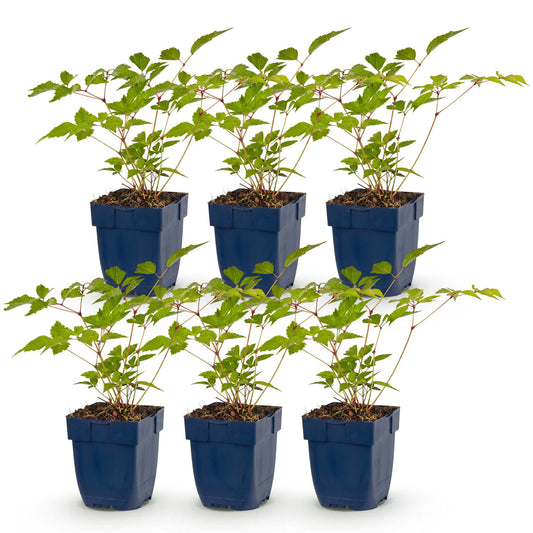 Vasteplant - Astilbe (J) Europa - Pluimspirea - Schaduw - Roze - 6 Planten - Pot 11cm - Hoogte 15-25cm