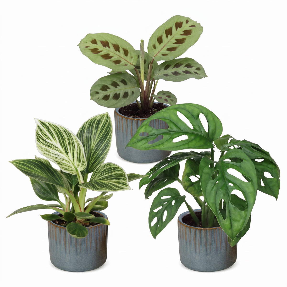 3x Baby Plants Surprise Box - Verrassingsbox kleine planten - Diversen - Tropisch - incl. Linnea Misty Blue - Ø6cm - ↕5-15cm