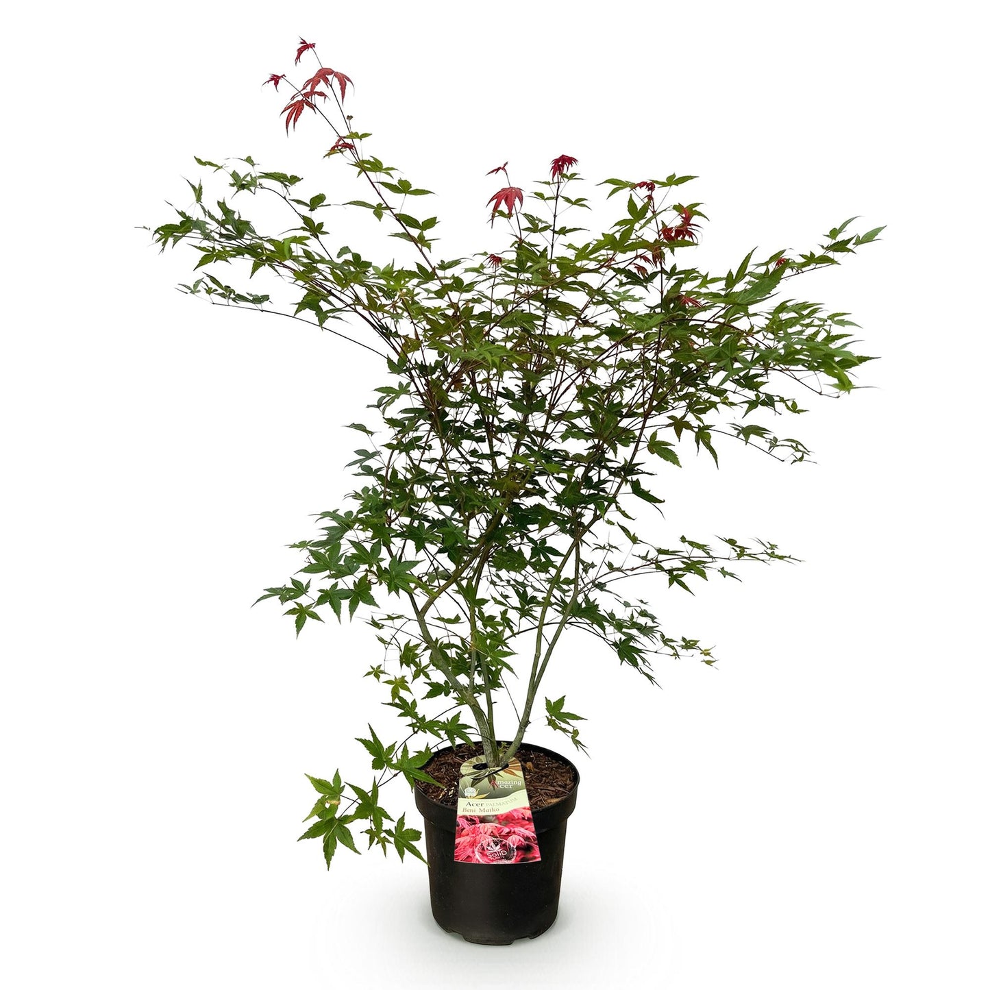 Garden Plant - Acer palmatum Beni Maiko - Japanese Maple - Deciduous - Red - 1 - Pot 26cm - Height 90cm
