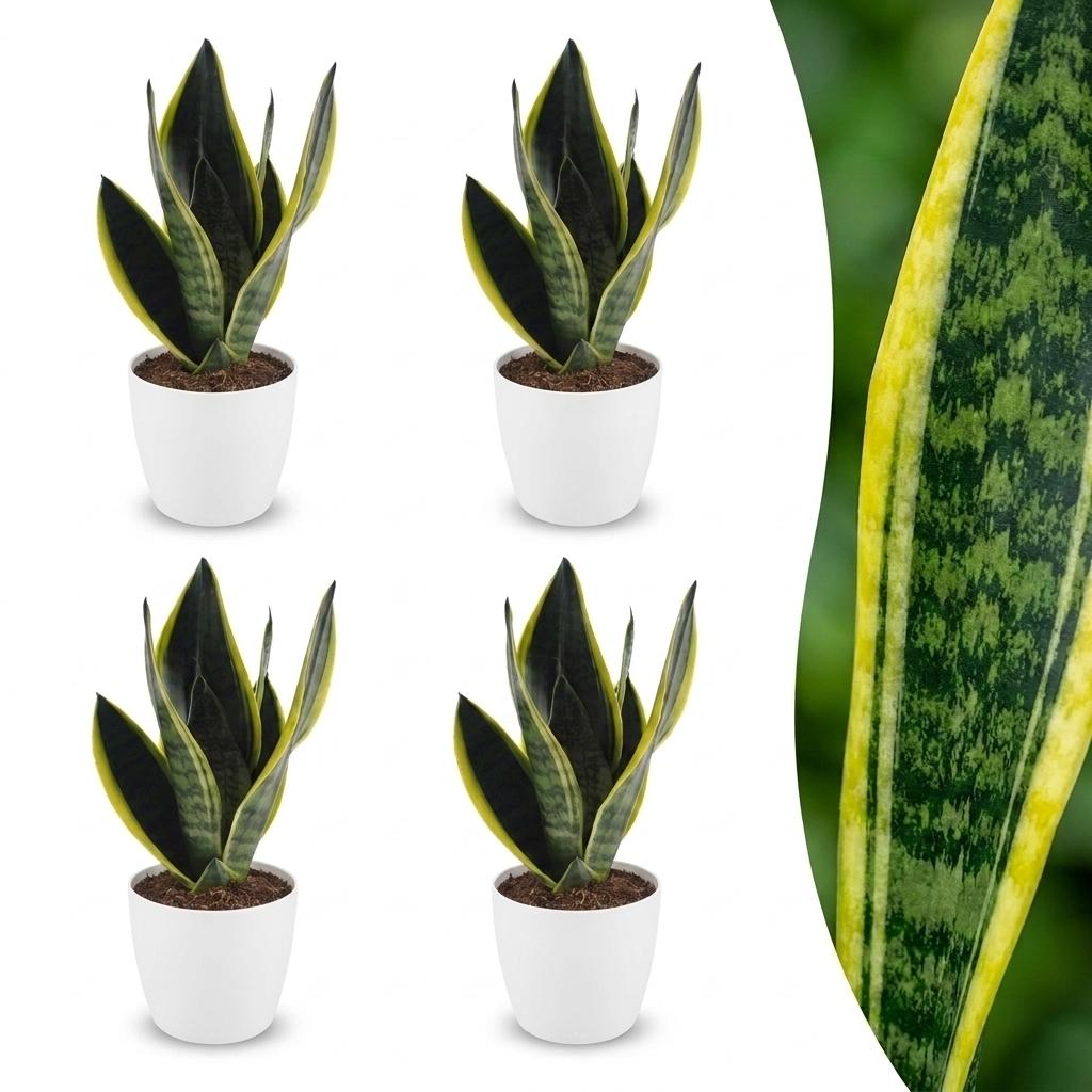 Green boutiQ - Sansevieria Future Superb - Snake Plant - 4 Plants - with White Potter - Pot 12cm - Height - 35cm