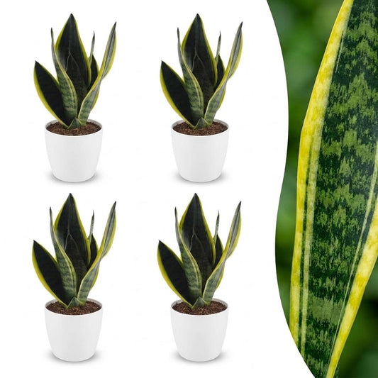 Green boutiQ - Sansevieria Future Superb - Snake Plant - 4 Plants - with White Potter - Pot 12cm - Height - 35cm