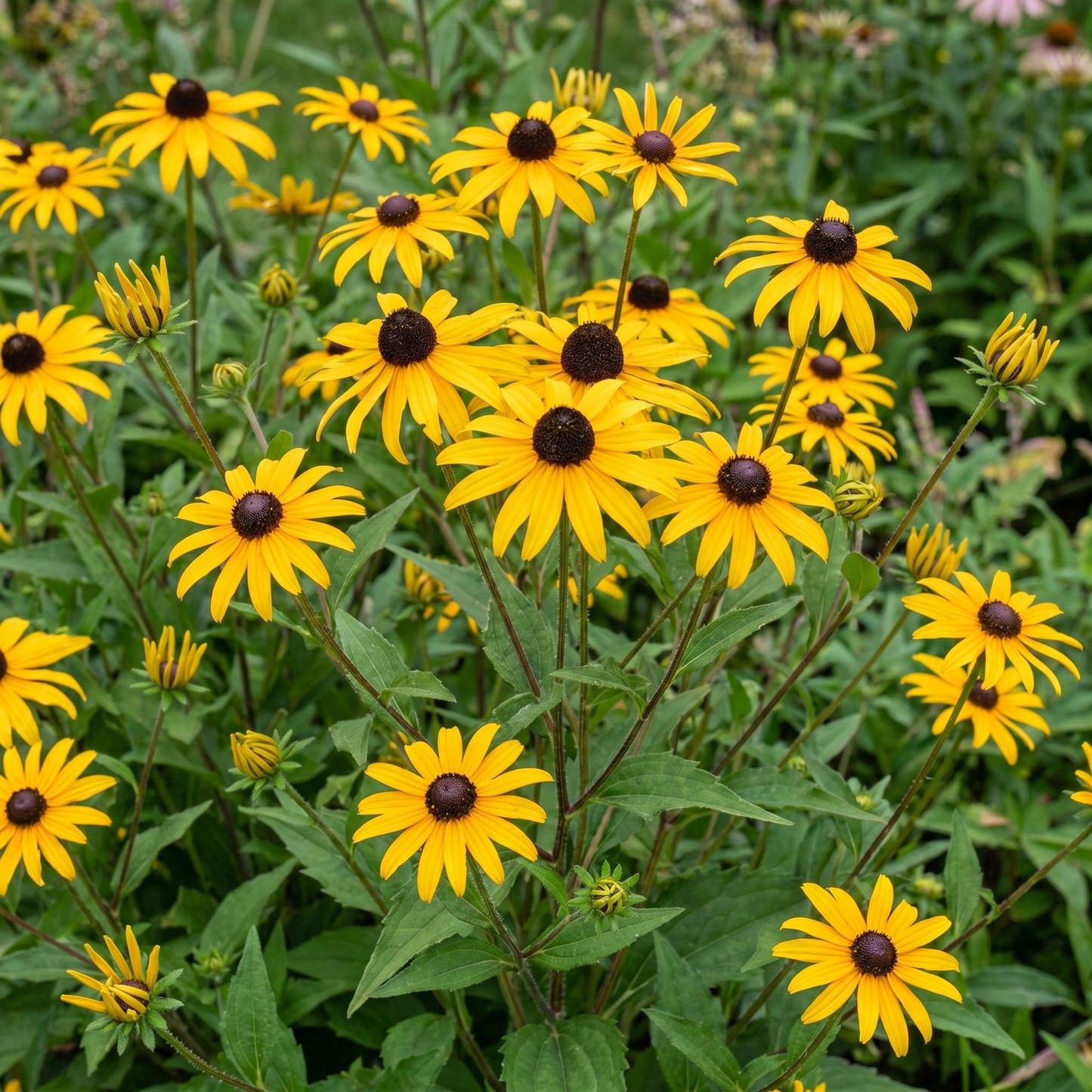Perennial - Rudbeckia fulg. Goldsturm - Black-eyed Susan - Bee and butterfly attractants - Yellow - 24 Plants - Pot 11cm - Height 15-25cm