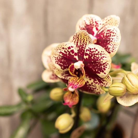 Orchidee colibrì | OFFERTA COMBI di 4 orchidee phalaenopsis gialle rosse - Spagna - dimensioni vaso Ø9cm | pianta d'appartamento in fiore - fresca dal coltivatore
