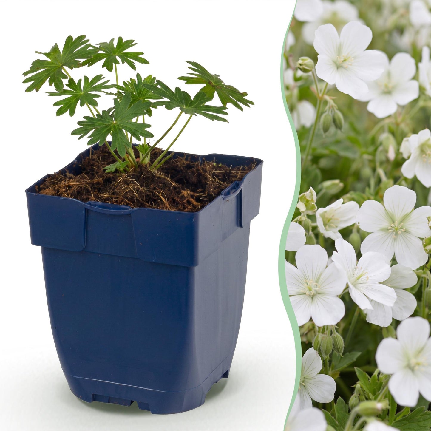 Perennial - Geranium sanguineum 'Album' - Bloody Cranesbill - Groundcover - White - 12 Plants - 11cm Pot - 15-25cm Height
