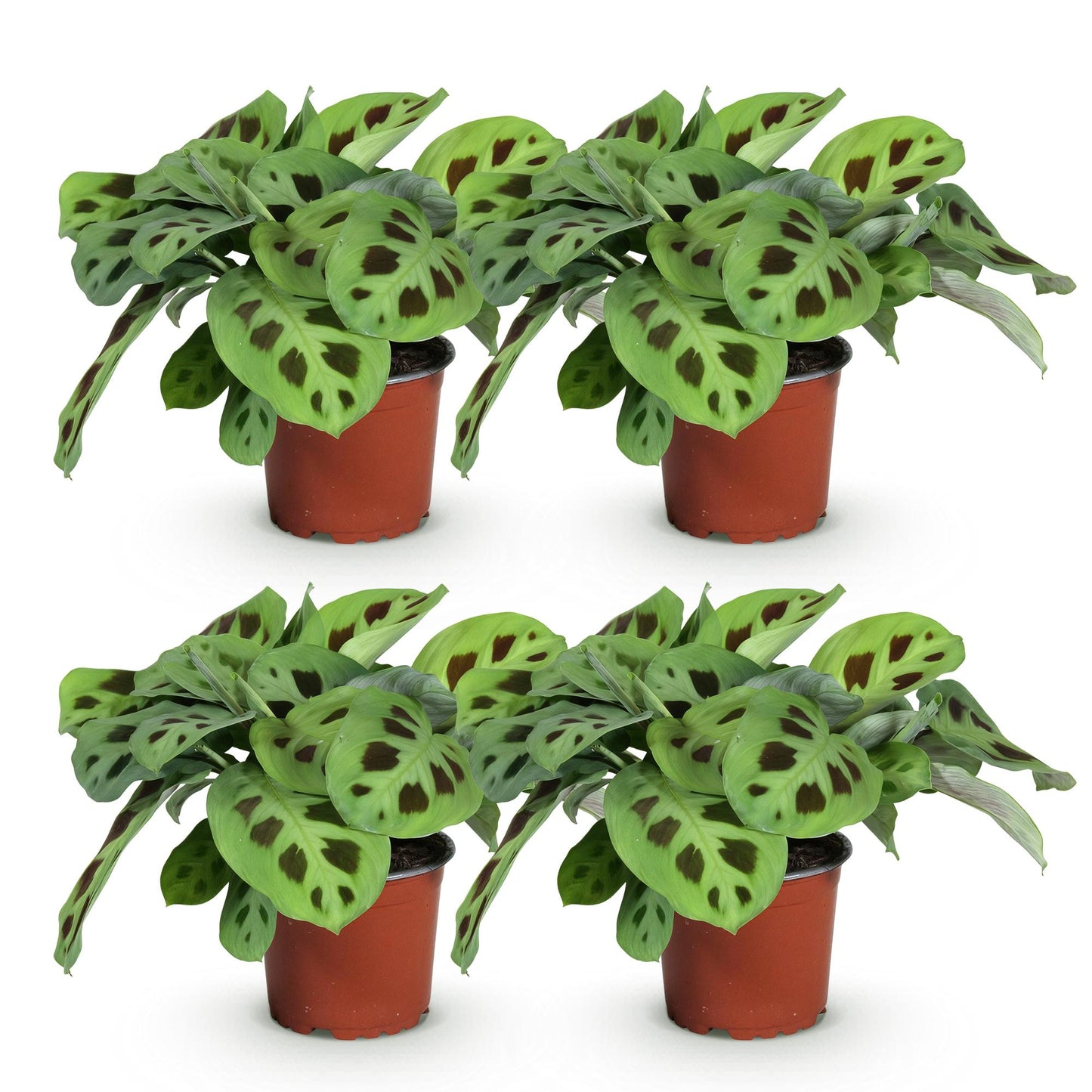 Green boutiQ - Houseplant - Maranta Fascinator Kerchoveana - Prayer Plant - Pet-Friendly - Green - 4 Plants - 12cm Pot - Height 30-35cm