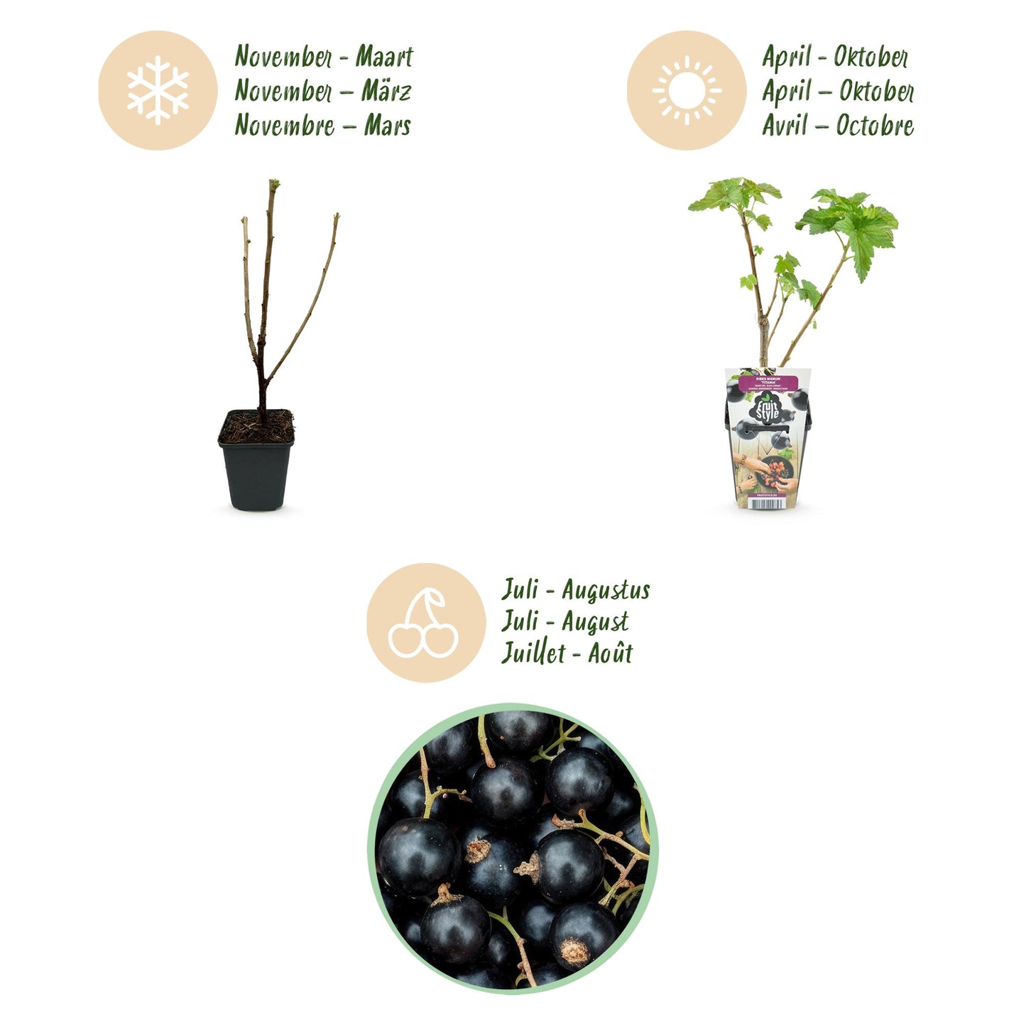 Fruitplanten - Zwarte Bes - Ribes nigrum Titania - Winterhard - 6 Planten - Pot 9 cm - Zwarte Bes