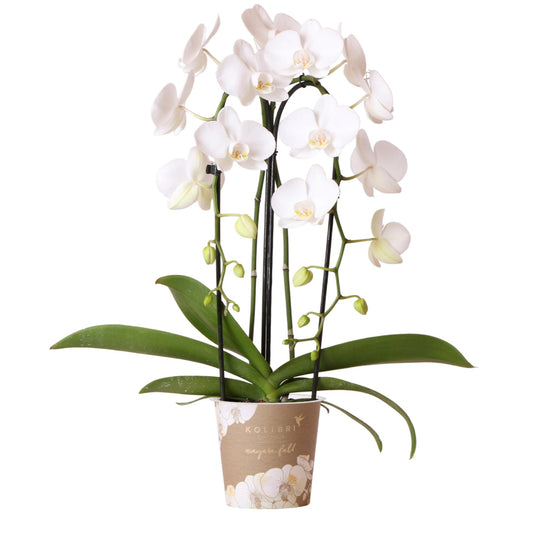 Orchidee colibrì | orchidea Phalaenopsis bianca - Niagara Fall - vaso Ø12cm | pianta d'appartamento in fiore - fresca dal coltivatore