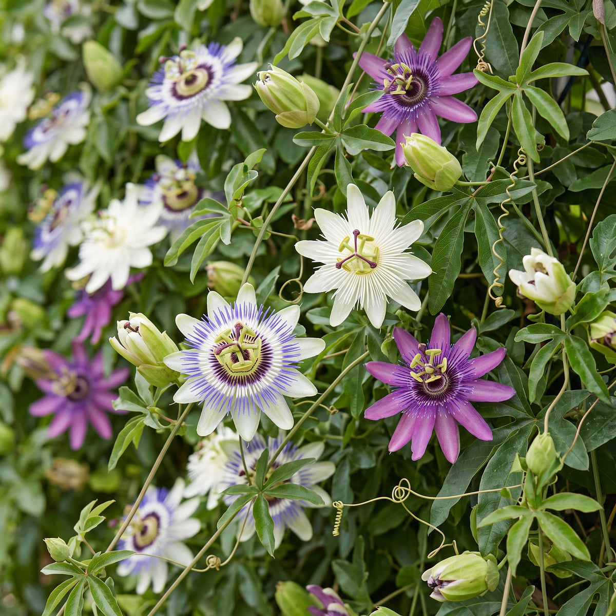 6x Passiflora Tricolour - Tricolor passion flower - White - Purple - Pink - Climbing plant - Ø9cm - ↕35cm